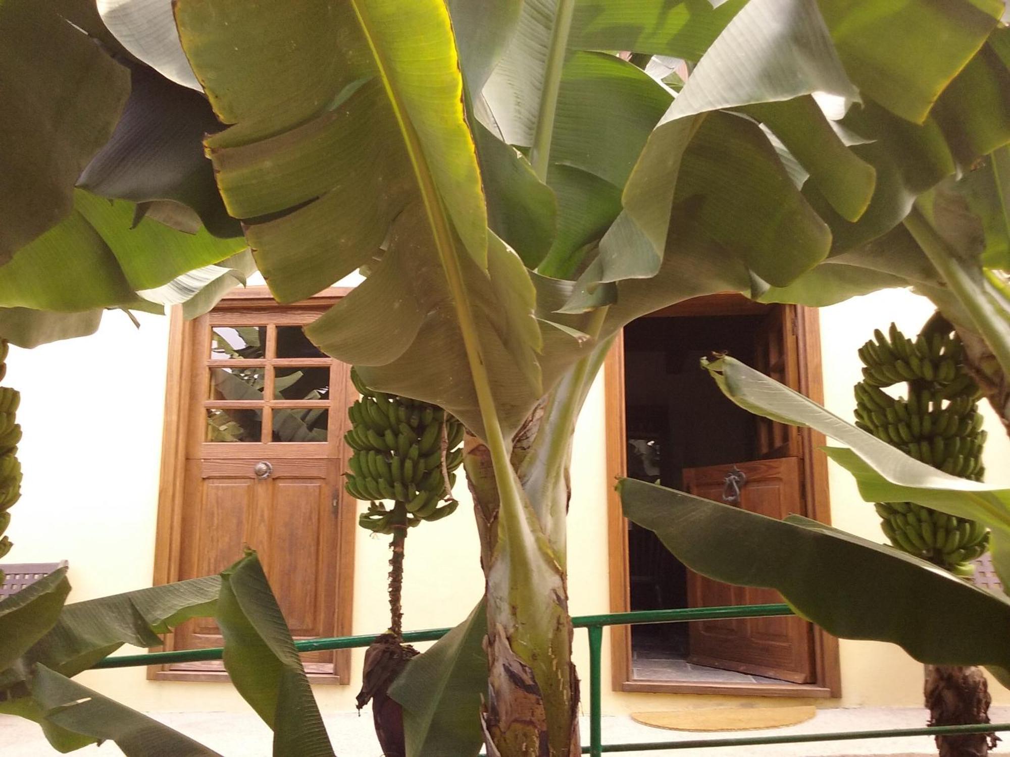 Casa Rural Llano Campo Hermigua Zewnętrze zdjęcie